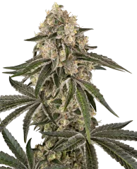 Sensi Seeds Cannabis Seeds Sunset Peach Feminizate