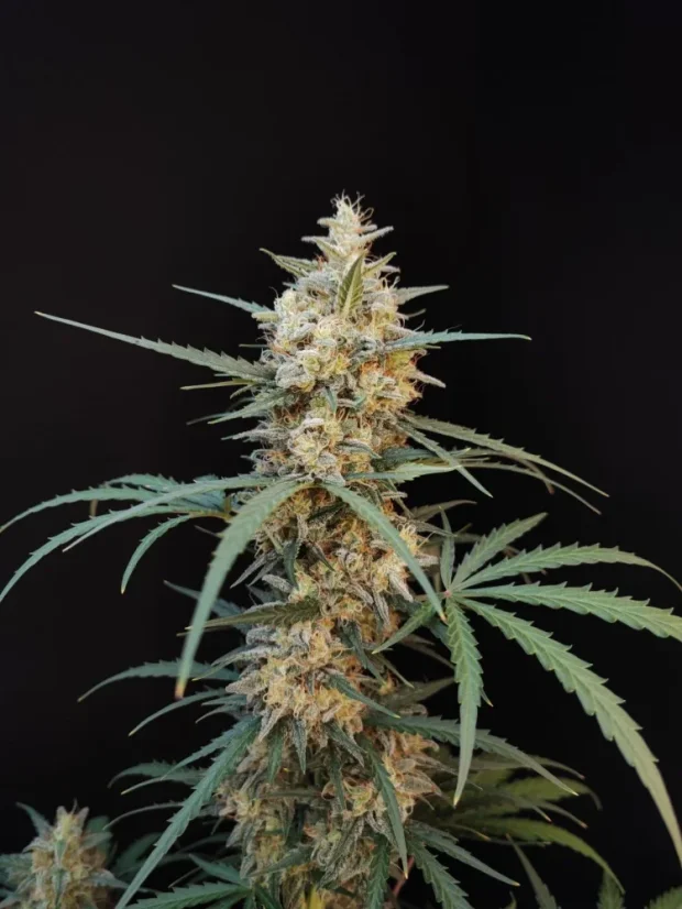Fast Buds Sjemenke Kanabisa Chemdawg Auto