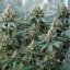 Royal Queen Seeds Seminte de Canabis Fat Banana Feminizate