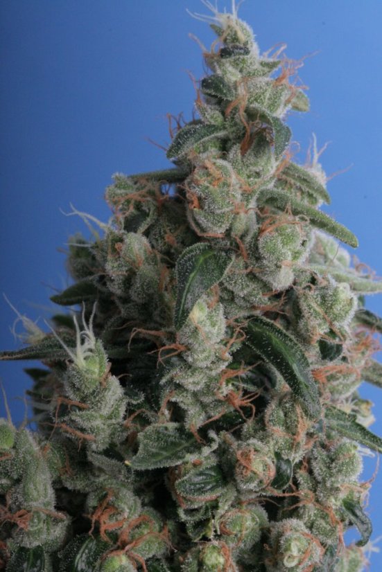 T.H.Seeds™ Graines de cannabis Kushage™, paquet de 5+1, féminisées