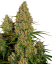 Sensi Seeds Seminte de canabis Sticky Orange XXL Automatic Feminizate, 3-10 buc