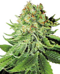 Sensi Seeds Seminte de canabis Northern Lights feminizate automat cu White Label, 3-10 buc.