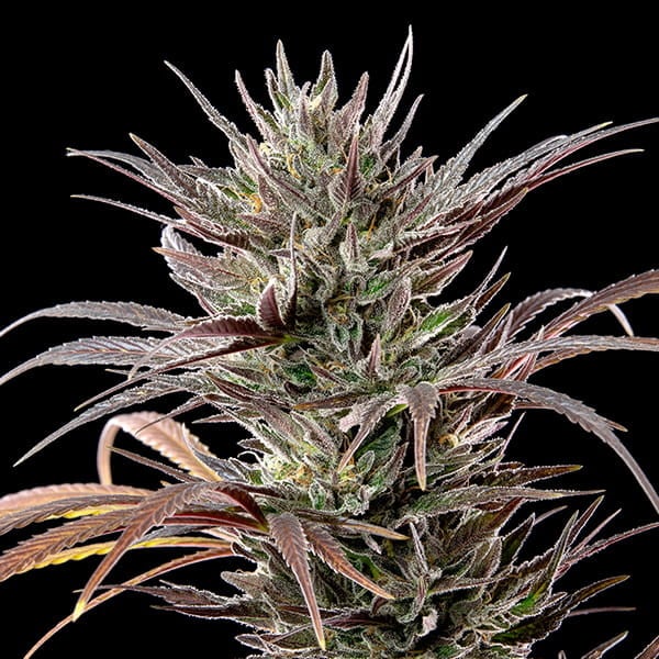 Royal Queen Seeds Seminte de canabis North Thunderfuck feminizate
