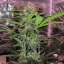 Blimburn Seeds Semințe de canabis Grizzly Purple Auto