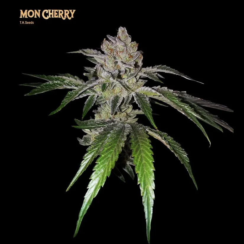 T.H.Seeds™ Seminte de canabis Mon Cherry, pachete diverse, feminizate