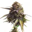 Royal Queen Seeds Graines de cannabis Biscotti féminisées