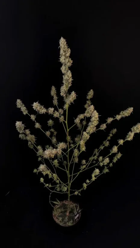 Fast Buds Cannabis Seeds BubbleGum Auto