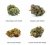 Juego de muestras de H4CBD Flowers - White Widow 30% H4CBD, Blueberry 40% H4CBD, Alien OG 50% H4CBD, Durban Poison 60% H4CBD, 4 x 1 g