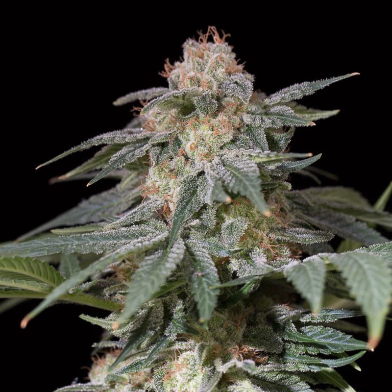 Silent Seeds Seminte de Canabis Lemon Tree Fast By Lemon Tree Feminizate