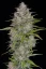 Fast Buds Sjemenke konoplje Orange Sherbet Auto