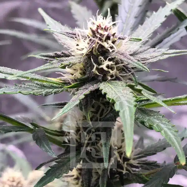 Blimburn Seeds Semințe de canabis Grizzly Purple Auto