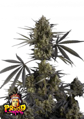 Fast Buds Насіння канабісу Pound Cake Auto