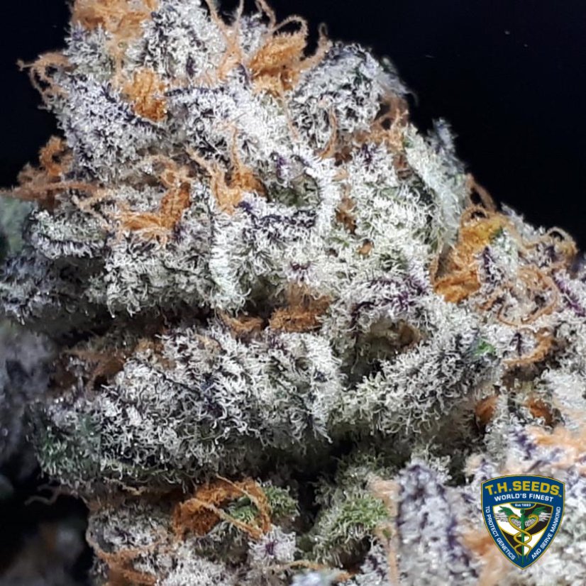 T.H.Seeds™ Seminte de canabis Purple Banana Cream, 6+1 Pachet special, feminizat