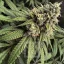 Blimburn Seeds Cannabis Seeds Cafe Racer Feminiseret