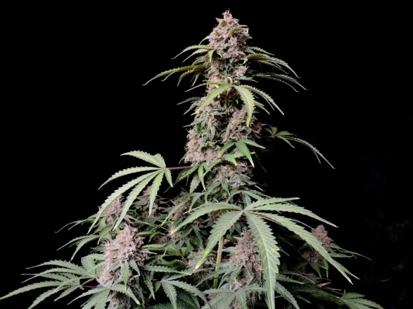 Fast Buds Semi di Cannabis Amnesia Zkittlez Auto