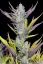 Fast Buds Sjemenke kanabisa Ljepilo za vjenčanja Auto