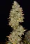 Fast Buds Biji Ganja Gelato Otomatis