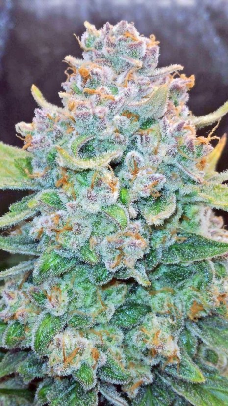 Fast Buds Насіння канабісу Папайя Печиво Авто