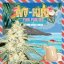 T.H.Seeds™ Cannabisfrø Wy-Kiki, 6+1 specialpakke, feminiseret