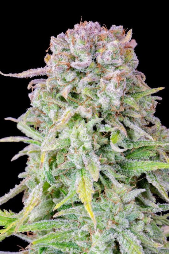 Semințe de canabis Fast Buds Afghan Kush Auto