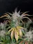 Fast Buds Kremasti kolačići sjemenki kanabisa, automatski