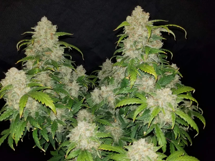 Fast Buds Biji Ganja Zkittlez Auto