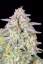 Fast Buds Semi di Cannabis Forbidden Runtz Auto