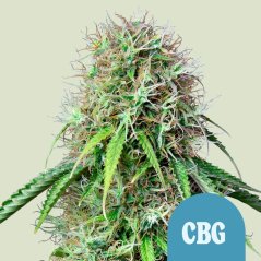 Royal Queen Seeds Hanfsamen Royal CBG Auto (High CBD)