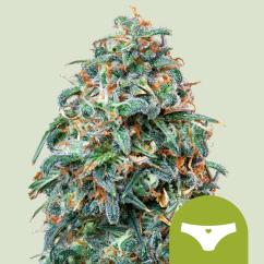 Royal Queen Seeds Sjemenke konoplje Sherbet Queen Auto