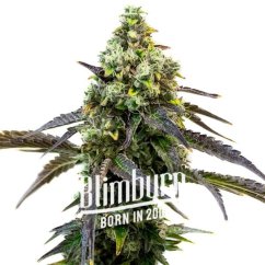 Blimburn Seeds Семена от канабис RS11 Feminized