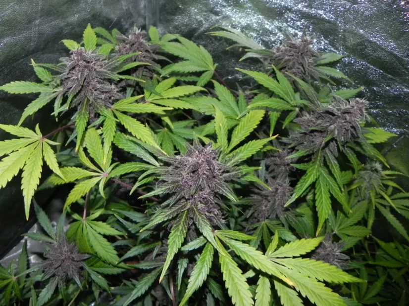 Semințe de Cannabis Fast Buds LSD-25 Auto