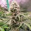 Silent Seeds Seminte clasice de canabis Amnesia Lemon feminizate