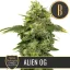 Blimburn Seeds Semințe de canabis Alien OG de Steve DeAngelo's Feminized
