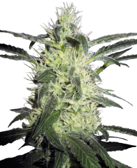 Sensi Seeds Hanfsamen Silver Haze® Feminisiert, 3-10 Stk
