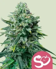 Royal Queen Seeds Σπόροι κάνναβης Απαγορευμένος καρπός Θηλυκοποιημένος