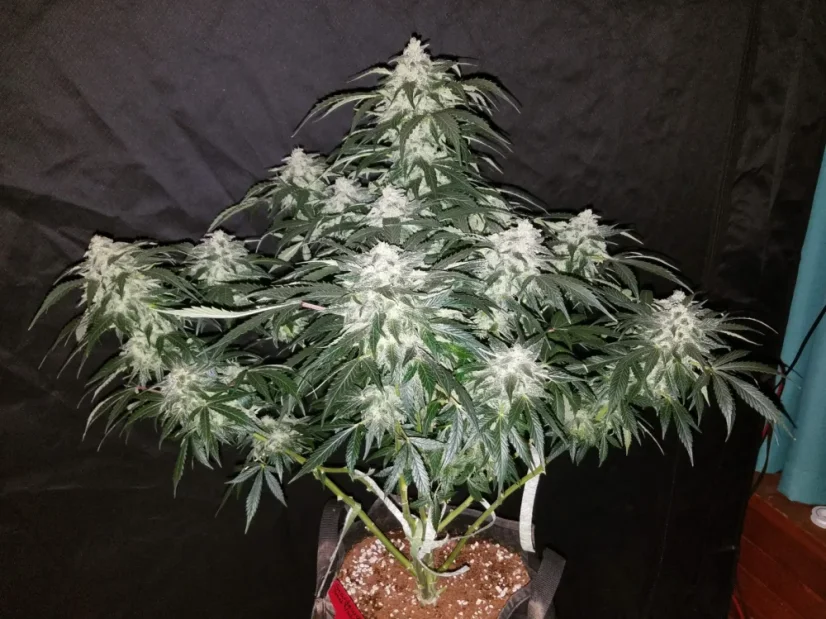 Fast Buds Cannabis Seeds Stardawg Auto