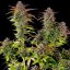 Royal Queen Seeds Seminte de Canabis Biscuiti Gelato Feminizat