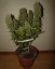 Fast Buds Sjemenke konoplje Grejp Auto