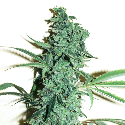 Doctor´s Choice Семена Niagara Auto Feminized