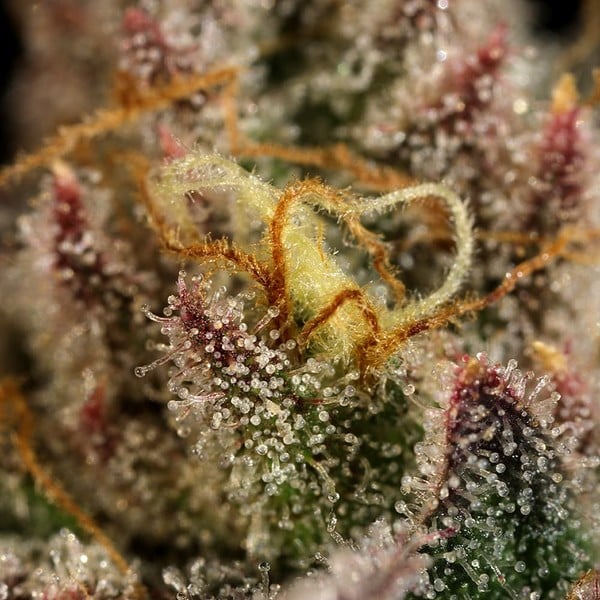 Royal Queen Seeds Semințe de canabis Legendary OG Punch feminizate