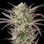 Royal Queen Seeds Seminte de canabis North Thunderfuck feminizate
