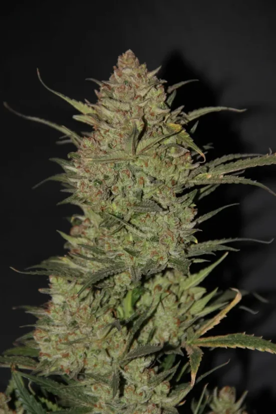 Fast Buds sjemenke konoplje OG Kush Auto