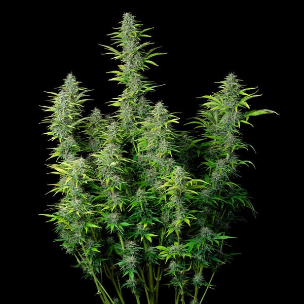 Royal Queen Seeds Seminte de canabis Northern Light Auto