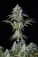Fast Buds Cannabis Seeds Big Bud Auto