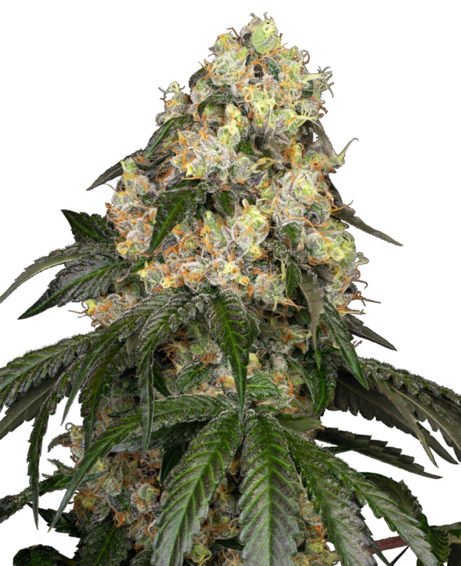 Sensi Seeds Semințe de canabis White Biscotti OG XXL feminizate de White Label, 3-10 buc.