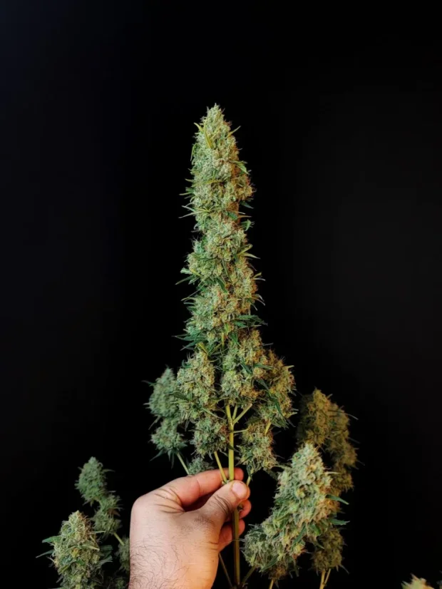 Fast Buds Насіння канабісу Jack Herer Auto