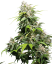 Sensi Seeds Seminte de canabis California Indica® feminizate, 3-10 buc.