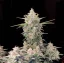 Fast Buds Насіння канабісу Skunk Auto
