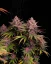 Fast Buds Cannabis Seeds Purple Lemonade FF