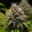 Royal Queen Seeds Seminte de canabis Kali Dog Feminizate